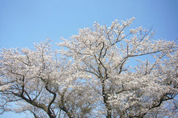 2012040809.jpg