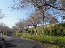 sakura20130323_01.JPG