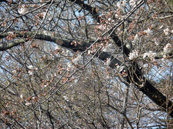 sakura20130323_02.JPG