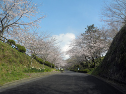 sakura2013032_01.JPG