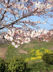 sakura2013032_02.JPG