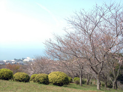 sakura2013032_05.JPG